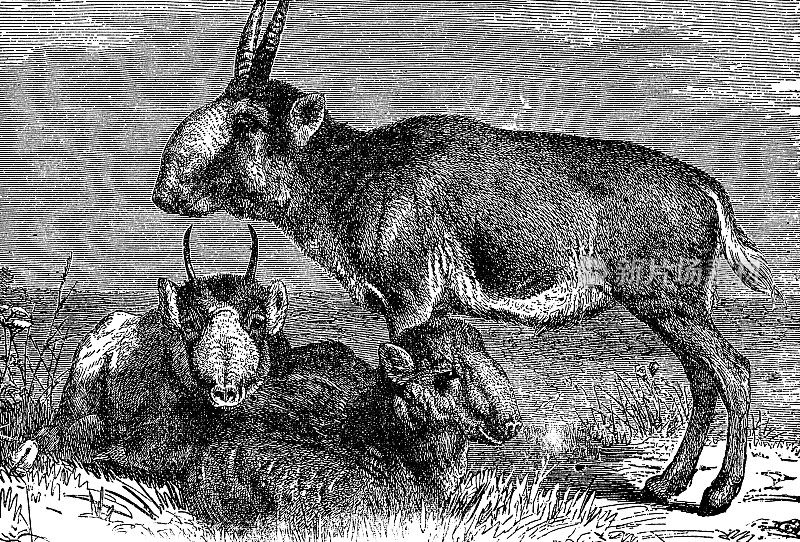 赛加羚羊(Saiga Tatarica) - 19世纪